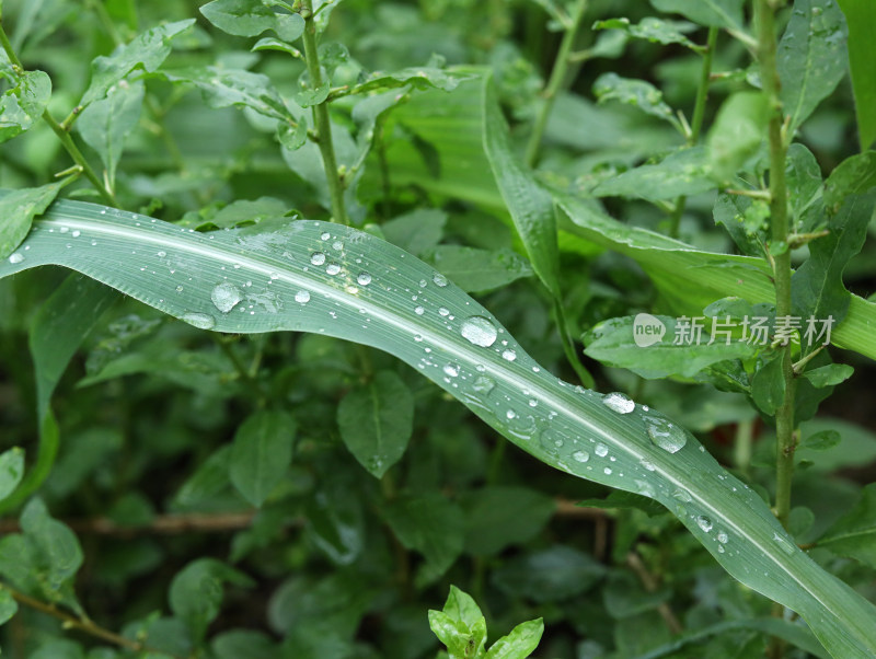 春天绿色的植物叶子树叶和水滴雨滴