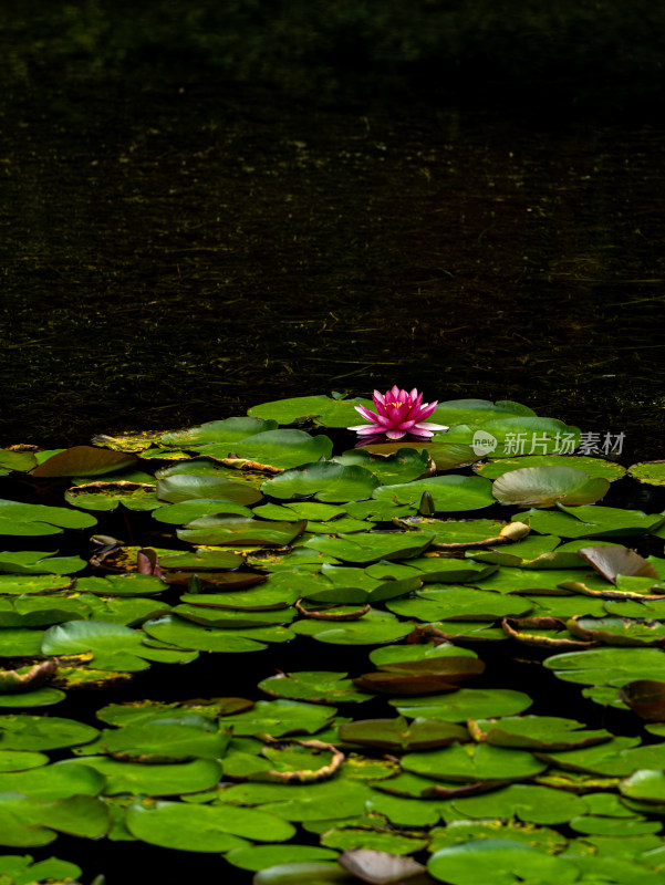 池塘睡莲莲花盛开