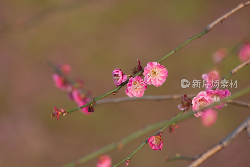 杭州钱塘江畔粉色梅花枝特写