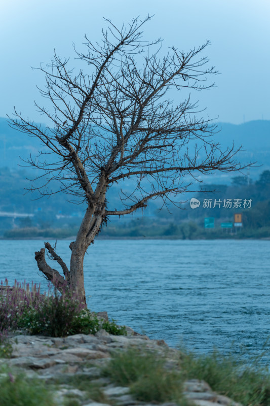 澜沧江边的枯树