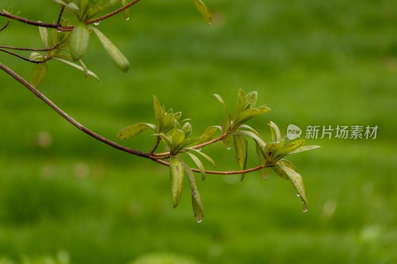 初春雨后枝头绿叶水珠悬挂