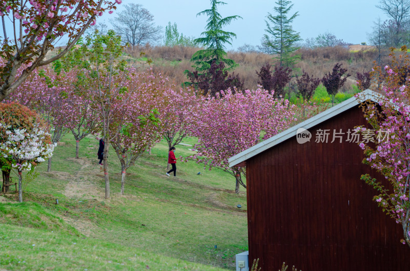 公园里春游赏花