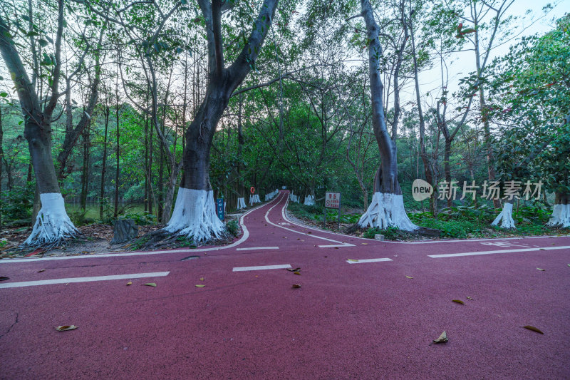 广州番禺大夫山森林公园树林红色景观跑道