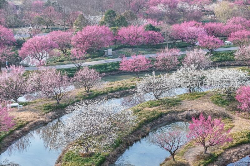 花开海上梅花节