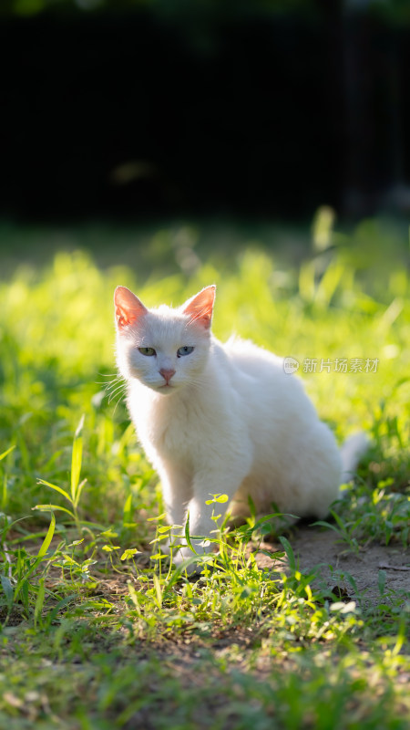 草地上的流浪猫