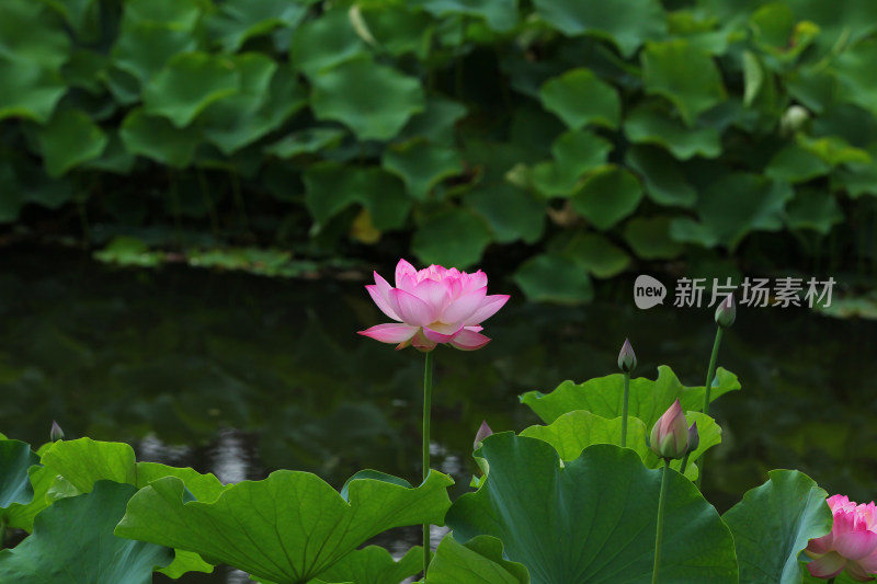 夏日清新的荷花