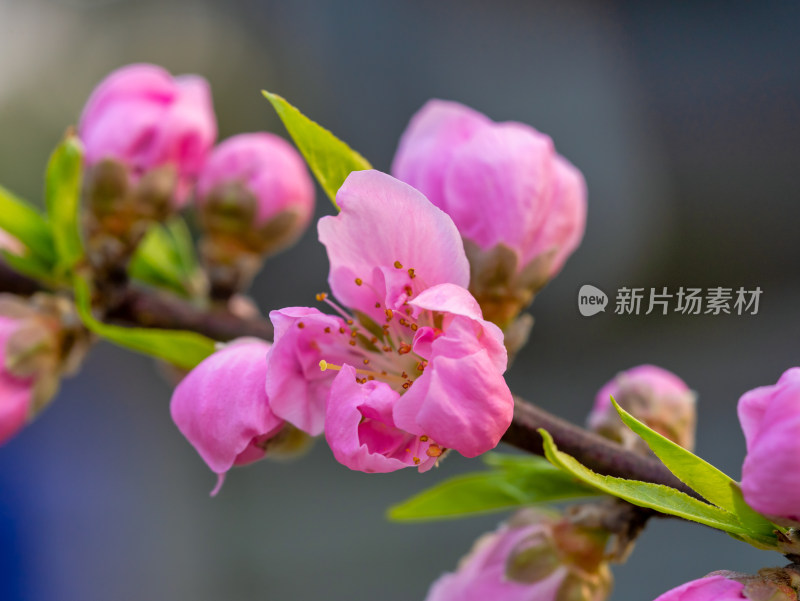 春天的桃花开花特写