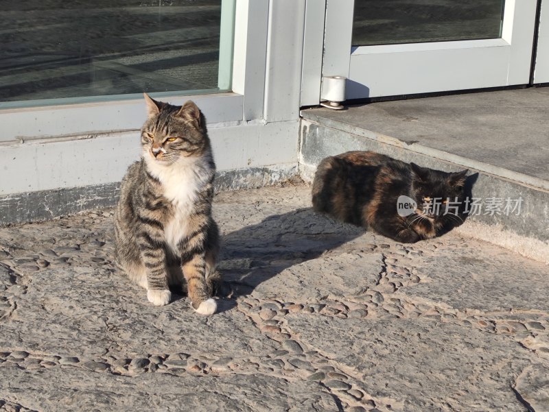 户外地面上休憩的两只猫咪