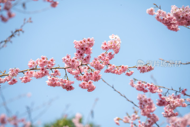 春天的樱花