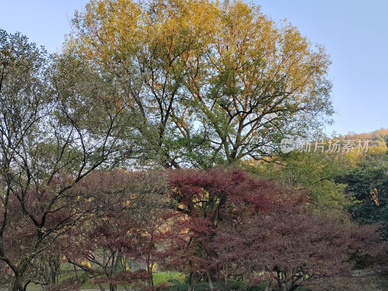 多彩树叶构成的树林自然景观