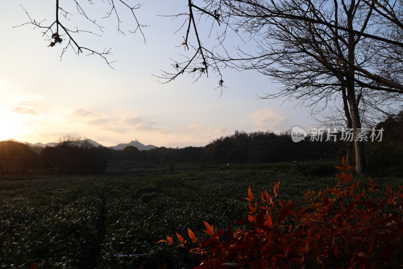 夕阳下的田野与树木风景