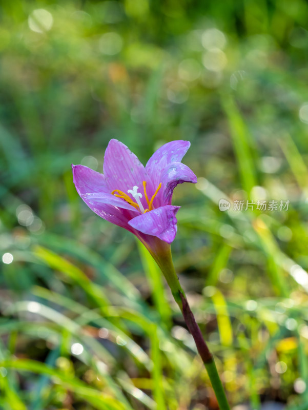 春天的韭莲开花