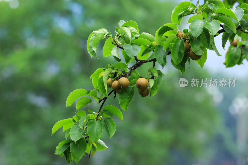 树上即将成熟的水果梨