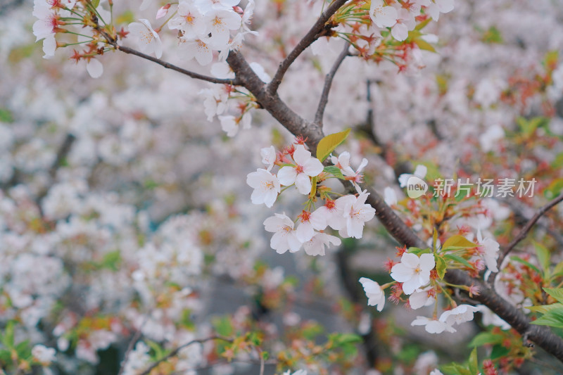 春天开满了樱花的樱花树