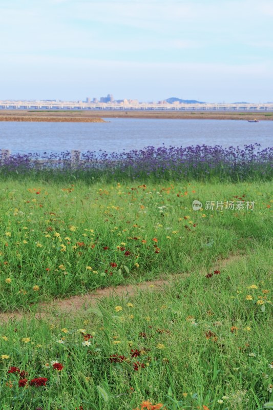 泉州海滨公园 大海与马鞭草