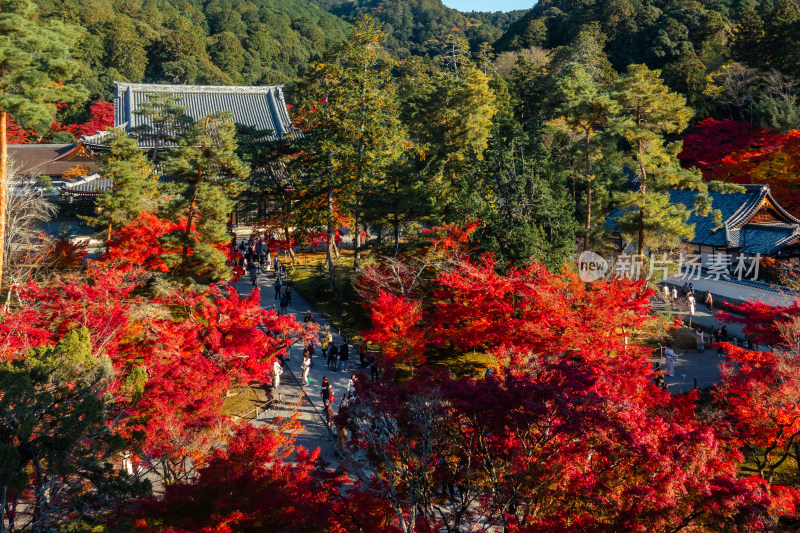 寺庙 庭院 枫叶 秋天 京都