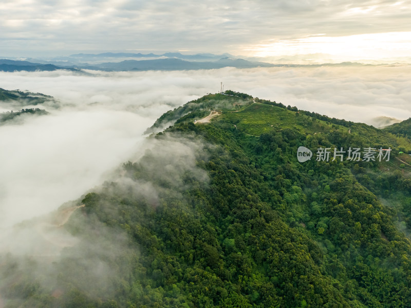 大山原生态高山云海森林绿美