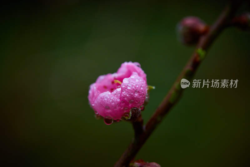 带水珠的粉色单朵桃花