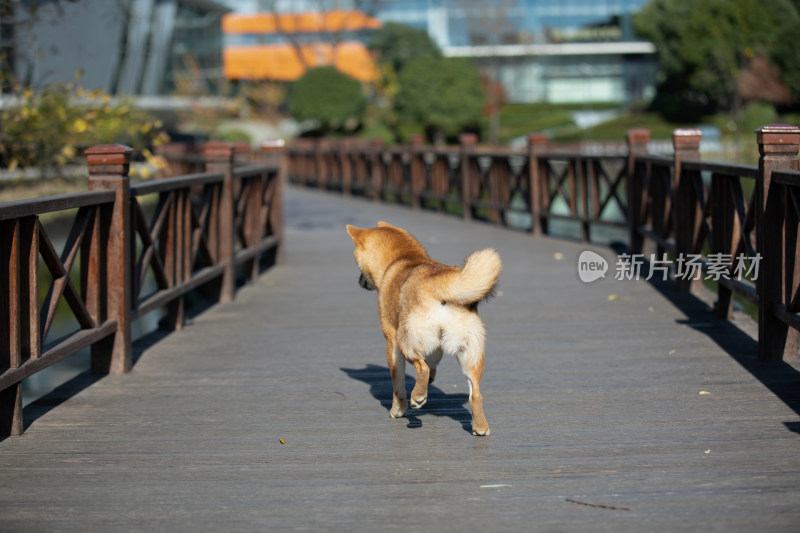 一只在栈道上玩耍的柴犬