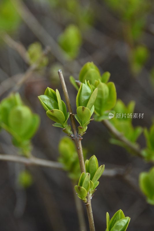 嫩绿新叶萌发的植物枝丫近景特写