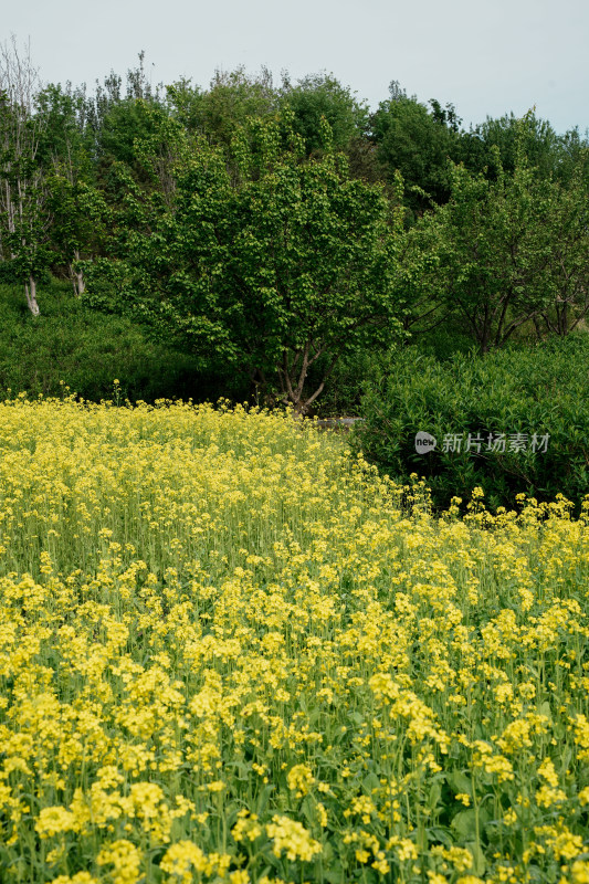 北京温榆河公园油菜花田