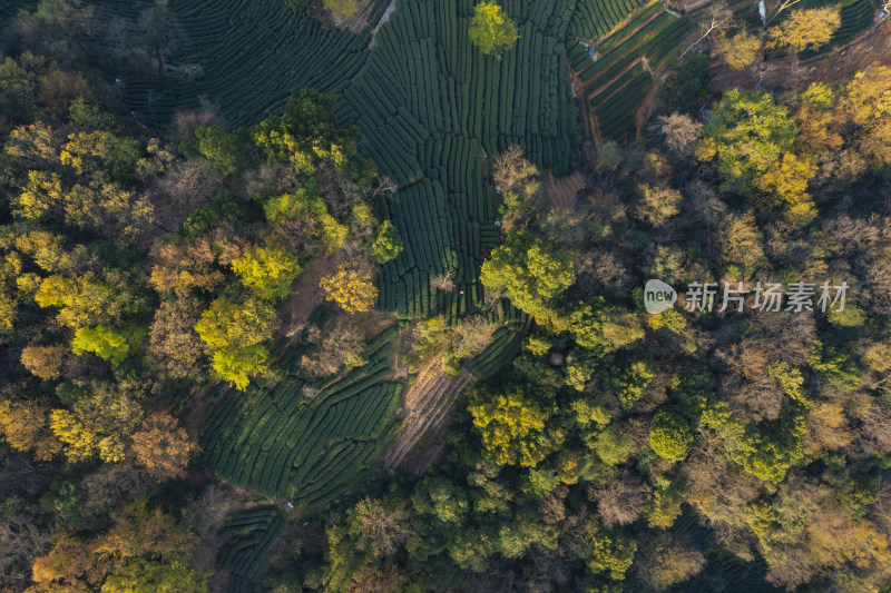 春天杭州西湖龙井茶园翁家山狮峰茶园