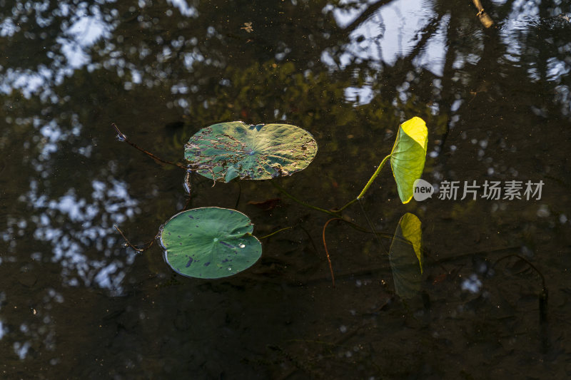 杭州西湖风景区曲院风荷荷花风景