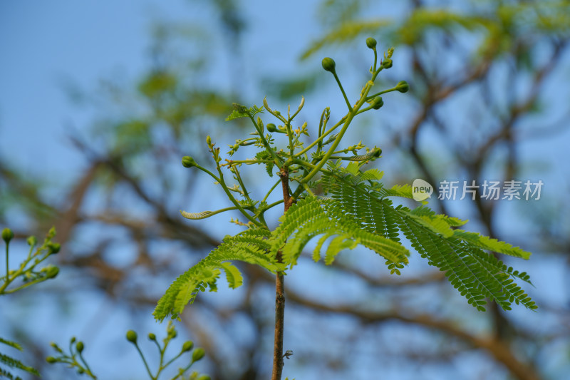 生长的植物叶子