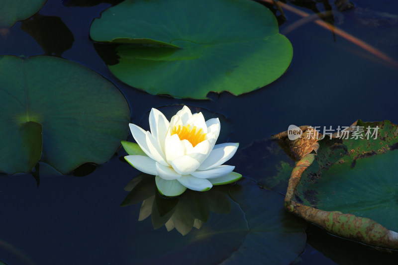 晨光中的白色睡莲花