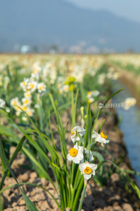 漳州水仙花种植基地里的水仙花特写