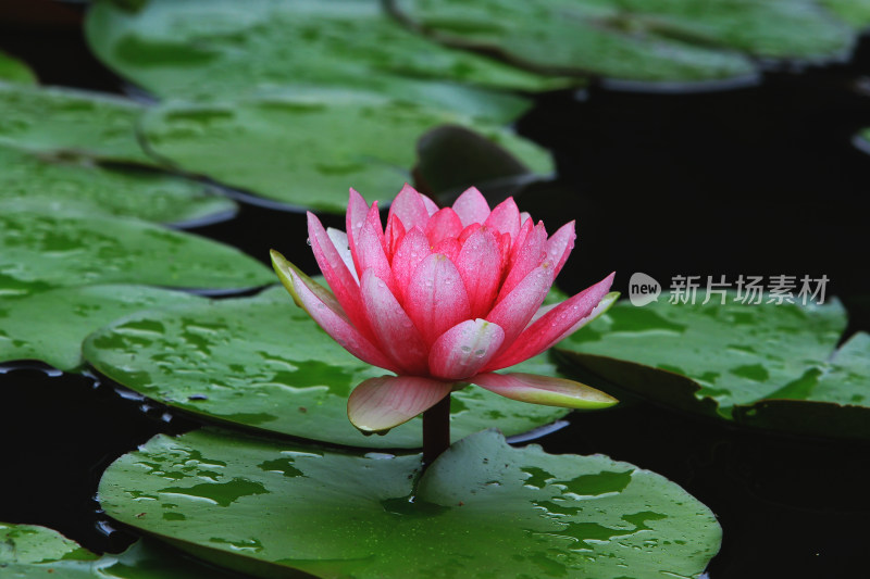 一朵盛开的粉色睡莲花