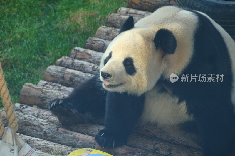 大连动物园 大熊猫飞云