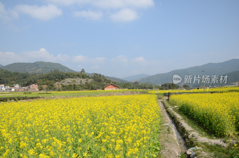 春天盛开的油菜花田