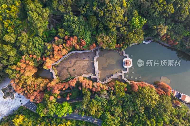 深圳仙湖植物园水杉林秋色