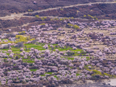 西藏林芝桃花节航拍