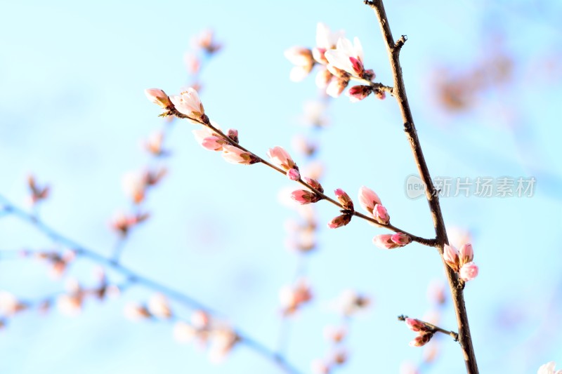 桃花花苞花蕊