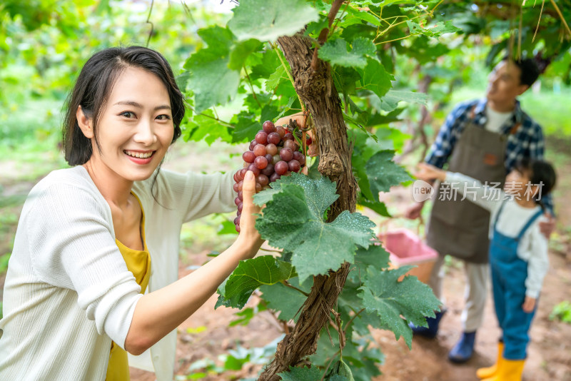 年轻家庭在果园采摘葡萄