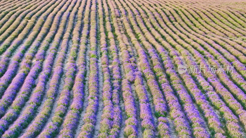 新疆伊犁霍城解忧公主薰衣草园航拍