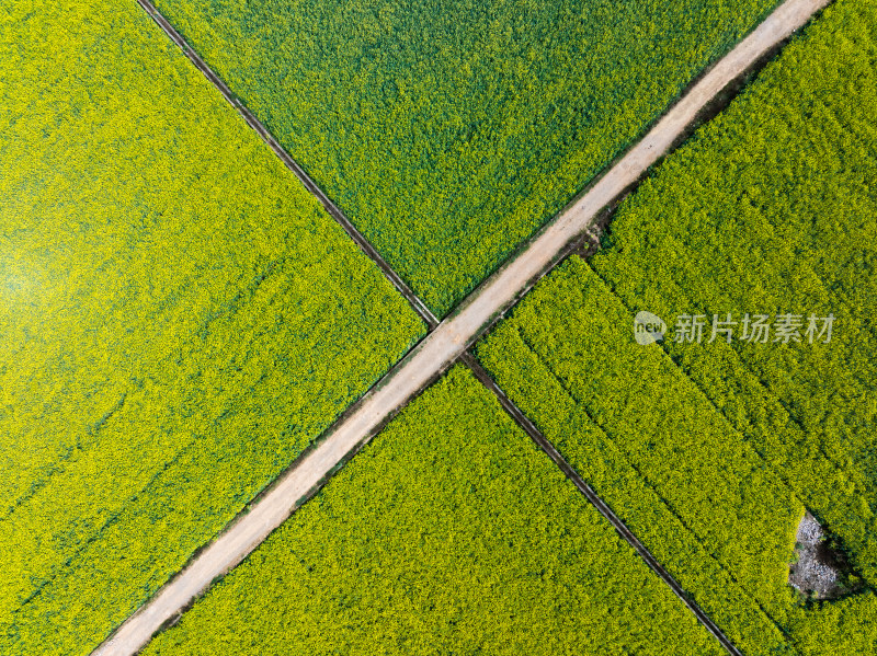 云南罗平油菜花海