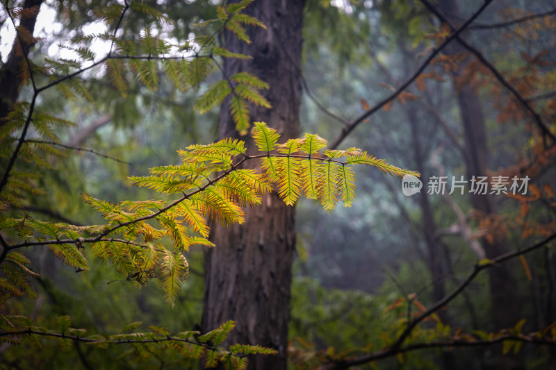 北京植物园的秋天