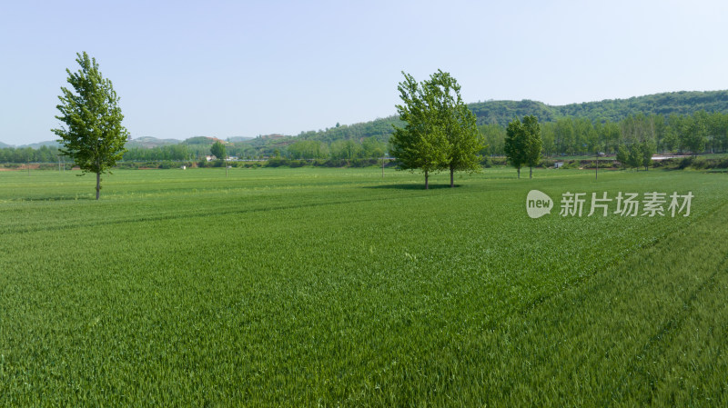 春天绿色麦田农田航拍乡村振兴风景