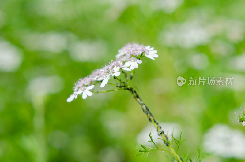 香菜芫荽开花了