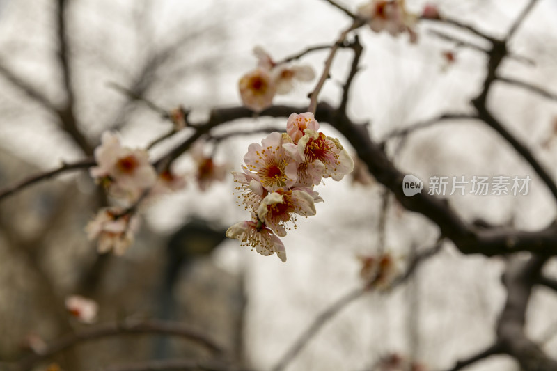 腊梅花开