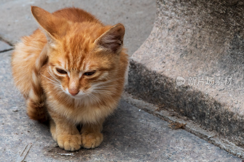 街边蹲坐的橘色小猫