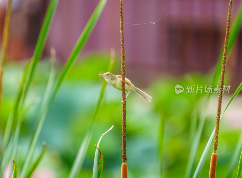 芦苇丛中的褐山鹪莺