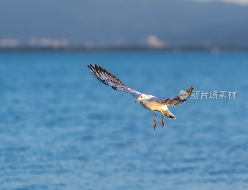 深圳湾海鸥在海面上方飞翔