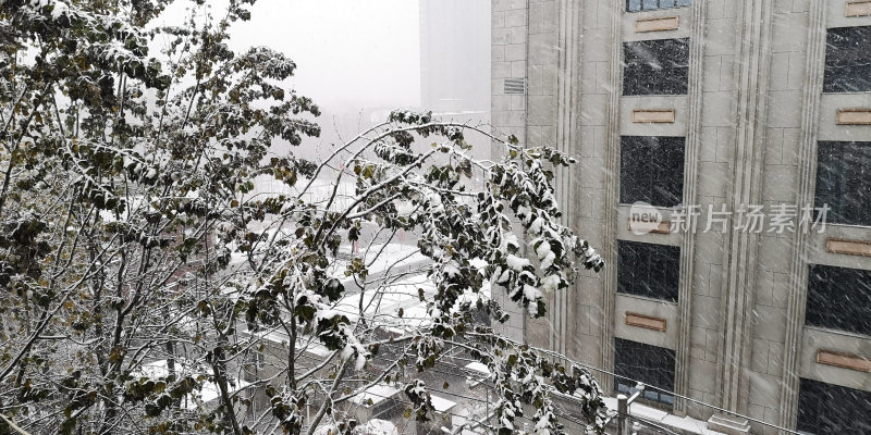 飞雪城市