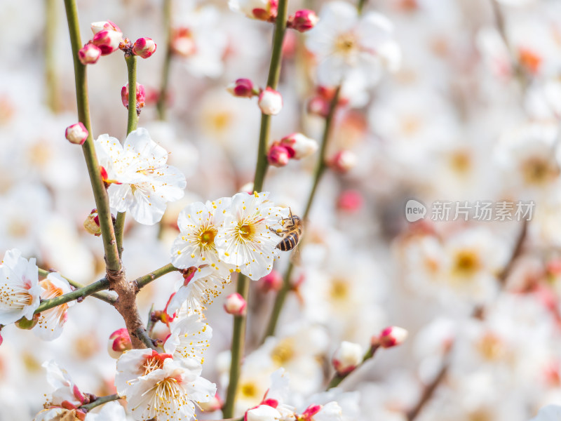 盛开的白梅花间有蜜蜂飞舞