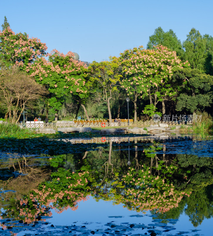 青岛中山公园秋季栾树倒影