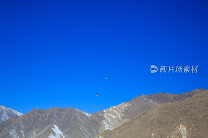 中国西藏冬季蓝天下迁徙的鸟类飞越雪山